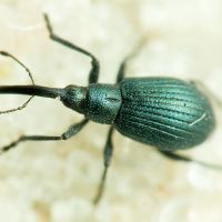Mesotrichapion punctirostre