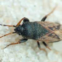 Megalonotus sabulicola