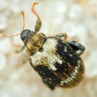 Orchestes
