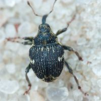 Nedyus quadrimaculatus