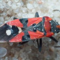 Lygaeus equestris