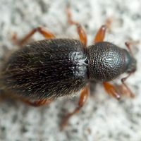 Exomias pellucidus