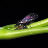 Aphis