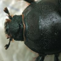 Oryctes nasicornis