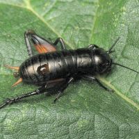 Gryllus campestris