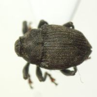 Glocianus punctiger