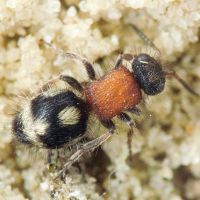 Smicromyrme sicana