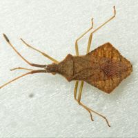 Syromastus rhombeus