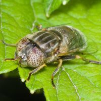 Eristalinus aeneus