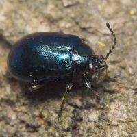 Agelastica alni