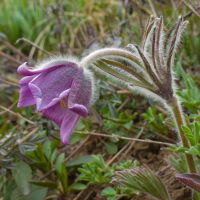 Pulsatilla patens