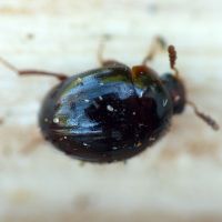 Anisotoma orbicularis