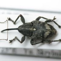 Curculio villosus