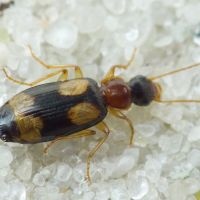 Dromius quadrimaculatus