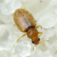 Melanophthalma