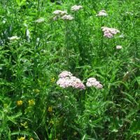 Achillea millefolium