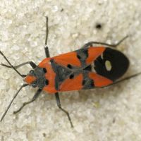 Lygaeus equestris