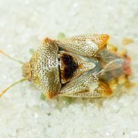 Elasmucha grisea
