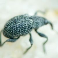 Squamapion atomarium