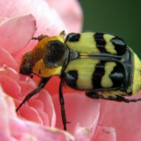 Trichius orientalis