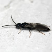 Bethylidae