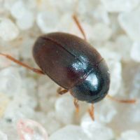 Leiodidae