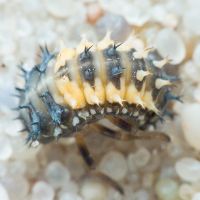 Harmonia axyridis