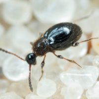 Euconnus hirticollis