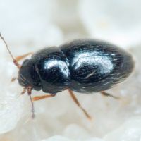 Ptiliidae