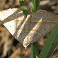 Scotopteryx mucronata