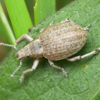 Attactagenus albinus