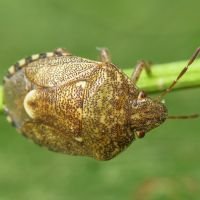 Staria lunata
