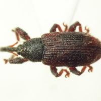Bradybatus kellneri