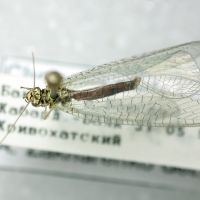 Chrysopa perla