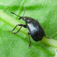 Neocoenorrhinus pauxillus
