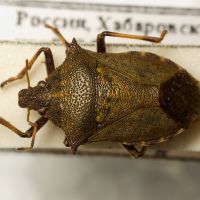 Picromerus lewisi