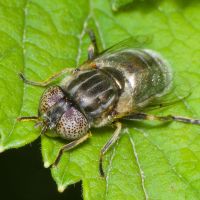 Eristalinus aeneus