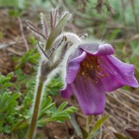Pulsatilla patens