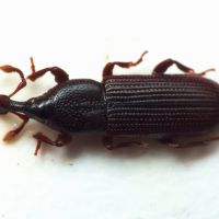 Cossonus linearis