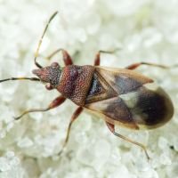 Oxycarenus (Oxycarenus) modestus
