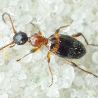 Anthelephila pedestris