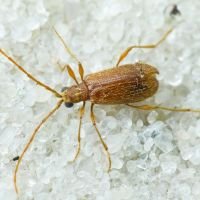 Ptinus rufipes