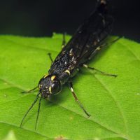 Xiphydria longicollis