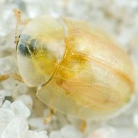 Cassidinae