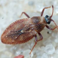 Oncochila simplex