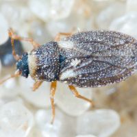 Piesmatidae
