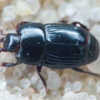 Platysoma compressum