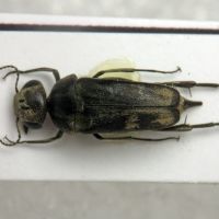 Tomoxia bucephala