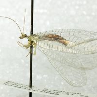 Chrysopa perla
