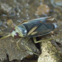 Notonecta meridionalis